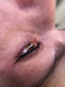 raya del ojo en roquetas de mar